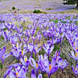 Krókusz 2