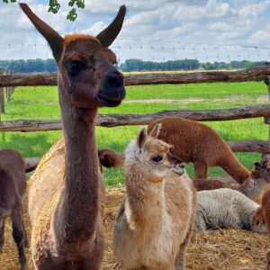 484004394_1582422859215400_7978002000586167219_n