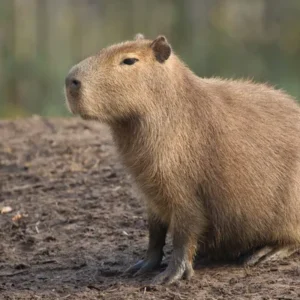 kapibara