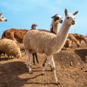 pusztaottlaka-safaripark_36